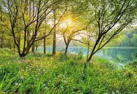 Flowers and Textures by Komar Murals