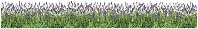 Lavender Border Decal