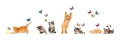 Playful Cats and Butterflies Window Decal