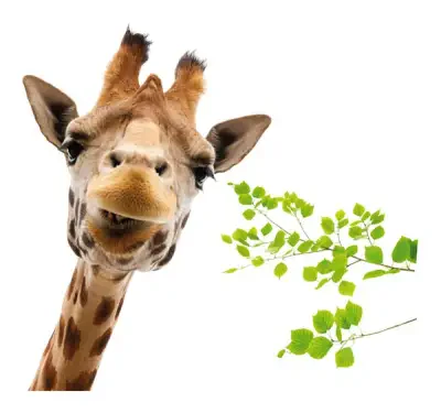 Giraffe Window Decals