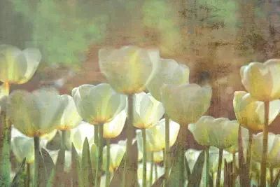 White Tulips Abstract Wall Mural