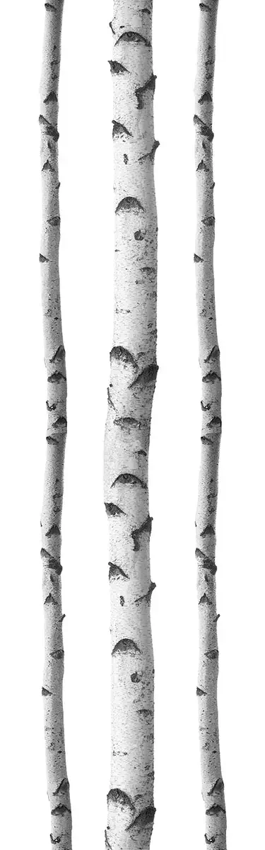 Silver Birches Wall Art Kit 