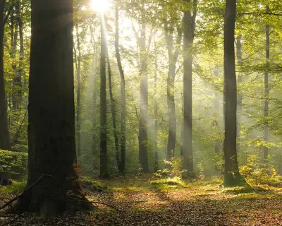 Tranquil Forest Wall Mural