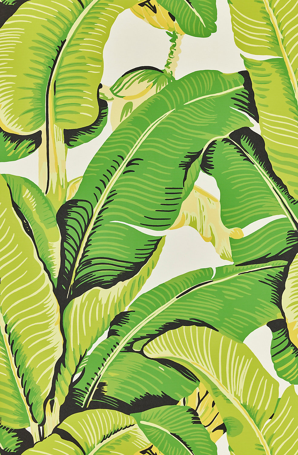 Hinson Palm in Mojito