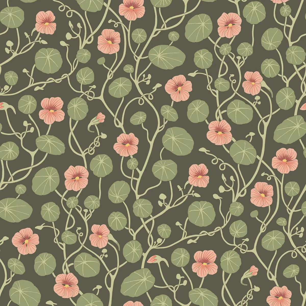 Krasse in Olive