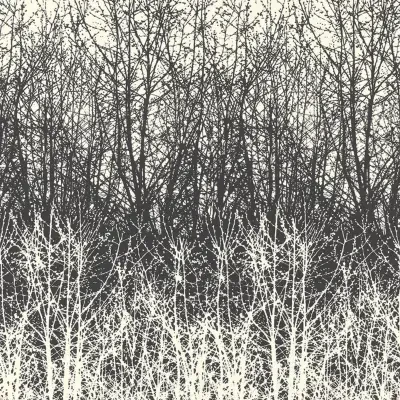 Birches in Black/White