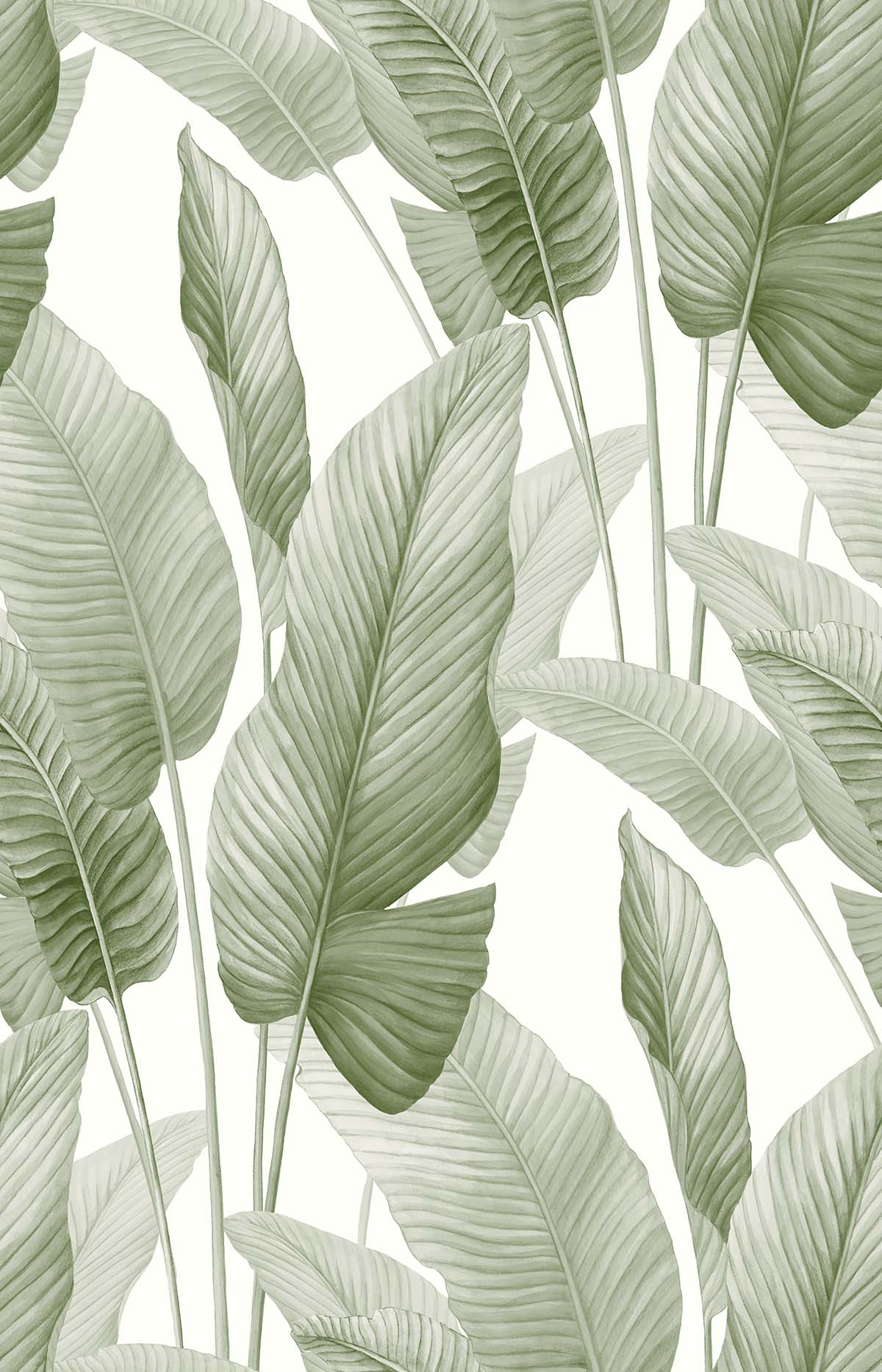 Mantra in Baby Lettuce